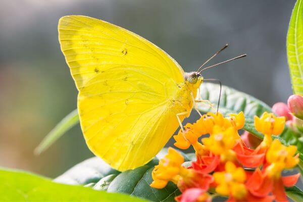 Yellow butterfly: The flight of renewal, The Metamorphosis That Enchant, The Renewal in Human Life, The Power of Inner Transformation, The Cultural Symbolism of the Yellow Butterfly, Art and Literature, Environment Messenger, The Inner Journey: Embracing Personal Transformation