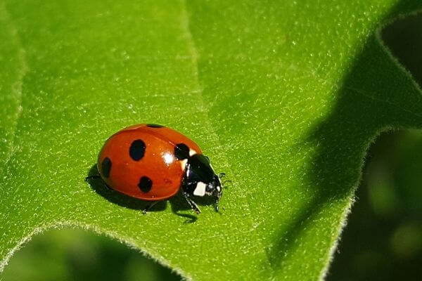 Ladybugs: Superheroes in the War on Pests, Ladybugs: An Overview, The Ladybug Diet, How do they fight pests?, Benefits for Agriculture, Conservation Methods