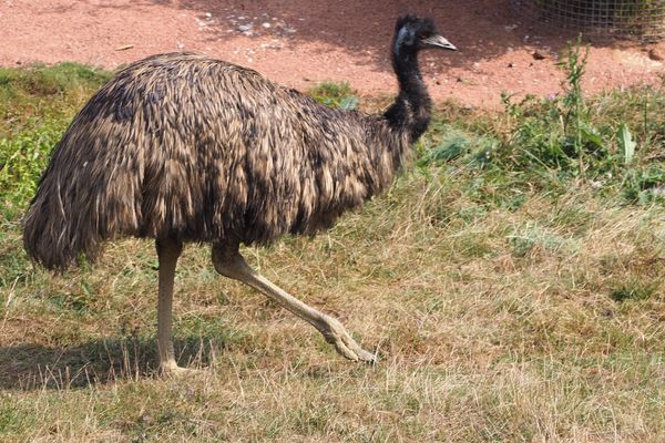 Emu: A Giant From Australia, Unique Traits of the Australian Emu, Curiosities of one of the largest birds in the world, The Emu in Australian Aboriginal Mythology, The Ecological Importance of the Emu and Its Conservation in Australia