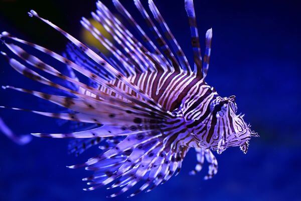 Lionfish: The Hidden Ruler of Waterdeep!, The reasons behind the proliferation of Lionfish into new habitats and its rapid spread, The Impacts of Lionfish on native fish populations and the marine food chain, The implications of proliferation for commercial and recreational fisheries, The role of public awareness on proliferation prevention, The threat to marine biodiversity and the conservation of endangered species