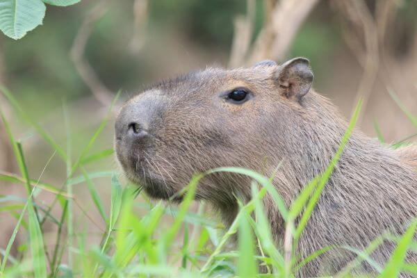 Capybaras-The-cutest-mascot-in-Curitiba, The unique characteristics of capybaras that make them so adorable, Peaceful coexistence, Curiosities about the life of capybaras in Curitiba, Tourist impact, Challenges of preserving capybaras in urban areas, Famous and adored by Internet users on social networks, Awareness campaigns for the protection of capybaras in Curitiba