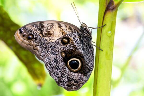 Moths-From-Common-Insects-to-Flying-Works-of-Art, The Fascinating Biology of Moths, The Ecological Importance of Moths, The Human Fascination with Moths, The Art of Moths, Exploring the Collage, The Moth in Popular Culture, Conservation