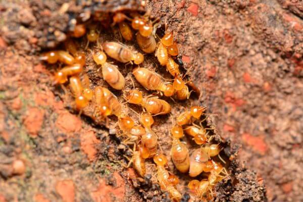 Termites-vs.-Humans-in-the-Struggle-for-Property, Termite behavior and social structure, Human Property at Risk, Termite Prevention and Control Techniques, Sustainable Termite Control Alternatives, Termites in Nature and their Ecological Role, Challenges and Innovations in Termite Damage Prevention