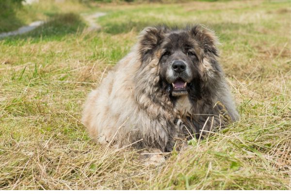 Caucasian-Shepherds-Top-10-Myths-Debunked, Myth 1: They are good security guards, Myth 2: They are easy to train, Myth 3: They are aggressive with other pets, Myth 4: They are apartment dogs, Myth 5: Caucasian Shepherds are easy to care for, Myth 6: They are prone to health problems, Myth 7: They are not suitable for families with children, Myth 8: Caucasian Shepherds need a lot of exercise, Myth 9: Caucasian Shepherds do not adapt well to urban environments, Myth 10: Caucasian Shepherds are ferocious and aggressive