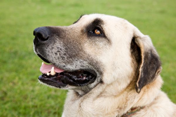 Kangal-Shepherd-Dog-Is-The-Strongest-Dog-In-The-World, The History of the Kangal Shepherd: How was this breed developed and why?, What makes the Kangal Shepherd a contender for the title of "strongest dog in the world"?, Comparing it to other dog breeds famous for their strength, The importance of genetics in the strength and endurance of the breed, What is the best training and proper care to maximize the strength and endurance of the Kangal Shepherd?, The personality of the Kangal Shepherd: Is it a suitable family dog?, The controversy surrounding the title of "strongest dog in the world": Is it possible to objectively evaluate a dog's strength?