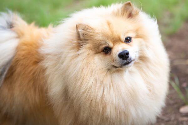 Pomeranians: Small in Size, Mighty in Courage!, The energetic nature of the Pomeranian, Intelligence that impresses, Courage beyond size: The valiant spirit of the Pomeranian, Big personality in a small body, Leading the pack, Alert and vigilant: The Pomeranian's Protective Instinct, Impressive Adaptation: How Pomeranians Adjust to Different Environments