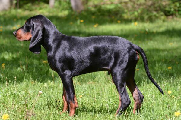 Are-Coonhounds-Good-Family-Dogs, Do Coonhounds bark a lot? Can Coonhounds Live Indoors?, Do Coonhounds shed a lot?, Exercise needs: A routine for your health and happiness, What to consider?