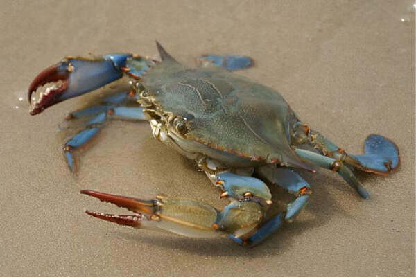 Blue-Crab-The-Crustacean-That-Dominated-New-Regions, Historical events of introduction of the Blue Crab, Routes of introduction, What are the facilitating factors of the introduction of the invasive species? Accidental versus intentional introductions, What are the effects of lack of natural predators? What is the role of the seafood trade in the dispersal of the Blue Crab? How did the human contribution influence the introduction of the Blue Crab?