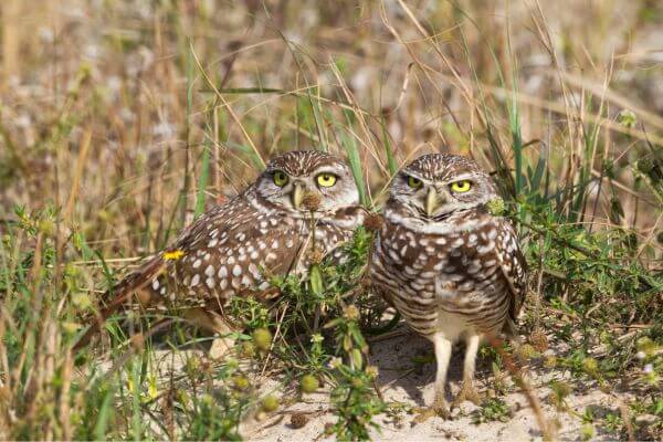 Burrowing-Owl-Exploring-Its-Secret-World!, The Burrowing Owl's Underground Habitat, Hunting and Feeding Strategies, Social Behavior and Reproduction, The Burrowing Owl and its Impact on the Ecosystem, Challenges and Conservation