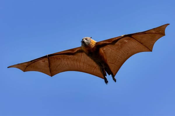 Giant-Bats-The-Super-Heroes-of-the-Tropical-Ecosystem, The Biggest Bat in the World and Its Characteristics, Reproduction And Its Ecological Importance, Giant Bats and Their Mythology, Important Care and Preservation of Giant Bats