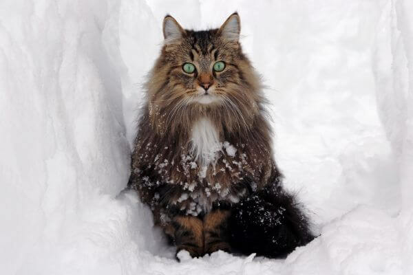 Norwegian-Forest-Cat-Adopt-Your-Best-Friend!, Personality and Characteristics, Why Adopting a Norwegian Forest Cat Might Be the Right Choice for You?, How to Find a Norwegian Forest Cat for Adoption?, Responsible Adoption: Preparing for a New Pet, Introducing your Norwegian Forest Cat into Your Home: Tips and Tricks, Majestic and Elegant Name Tips for your Norwegian Forest Cat, Enjoying the Company of a Furry Friend: How to Care for Your Norwegian Forest Cat