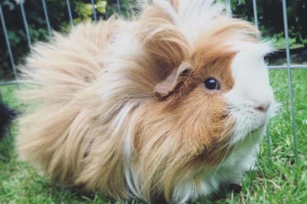 Peruvian-Guinea-Pig-Small-And-Irresistible!, Temperamental Characteristics , The Differences Between the Peruvian Guinea Pig and Other Breeds, Necessary Care for Owning a Peruvian Guinea Pig as a Pet, The Adoption and Protection