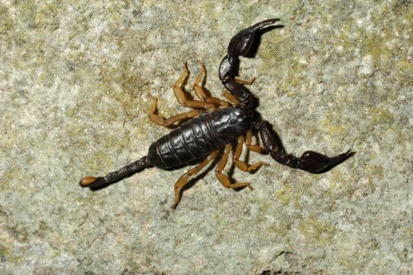 Scorpions-How-to-Keep-My-House-Free-of-These-Arachnids?, Knowing and Identifying Scorpions, Preventive measures, Control measures against Scorpions, Information about Scorpion Stings, Education and Awareness