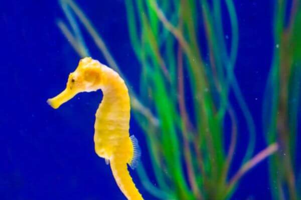 Seahorses-The-Invisible-Heroes-of-the-Oceans!, Seahorses as bioindicators, Where do seahorses fit in the ecosystem?, Underwater pollinators, Guardians of Coral Reefs: The Symbiotic Relationship Between Seahorses and Corals, Efficient Predators: Controlling Populations of Small Marine Organisms, Mimicry and camouflage