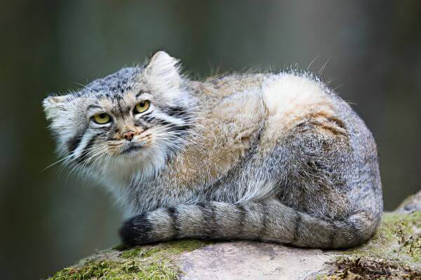 Pallas-Cat-Why-they-are-so-rare-and-why-do-they-stay-upright?