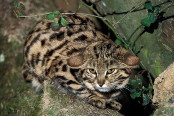 Black-Footed-Cat-The-Fascinating-Master-of-the-Desert, Uncovering the Arid: Mysteries and Challenges of Southern Africa, Hydration the Desert Way: The Black-footed Cat's Aquatic Secrets, Desert Nights: How Does the Black-footed Cat Defy the Heat?, Desert Hunts: An Adaptive Diet, Morphological Magic: The Adaptations of Felis nigripes to the Arid, The Art of Reproduction in the Desert, Desert Web: The Ecological Connections of the Black-footed Cat