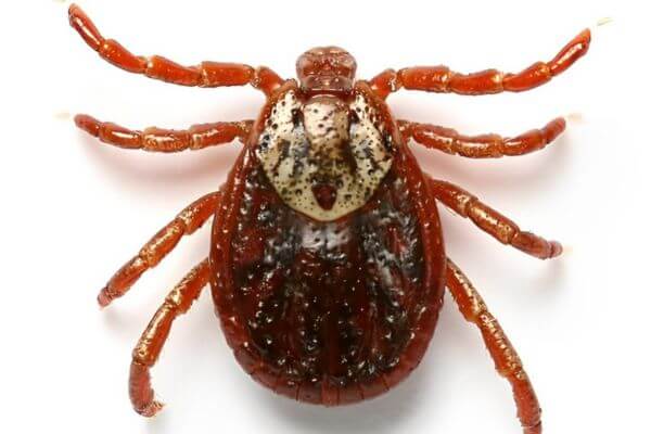 Ticks-in-Check-How-to-Protect-My-Pets, What Dangers Does Your Pet Run From Ticks?, How to recognize and avoid Pet Bites?, Most Susceptible Breeds: Pets at Greater Risk and Preventative Measures, How to Protect My Pet?, Residential Prevention: Keeping Your Home Tick-Free, Safe Tick Removal: Important Steps to Keep Your Pet Healthy, The Importance of Regular Exams and Preventive Measures